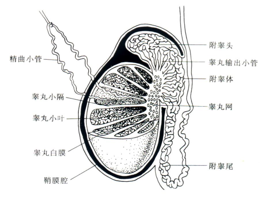 男性生殖系统超声.ppt_第3页