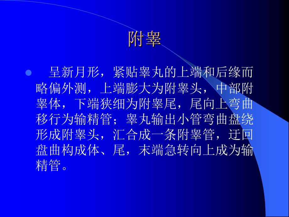 男性生殖系统超声.ppt_第4页