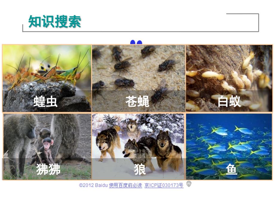 人教版八上生物社会行为.ppt_第2页