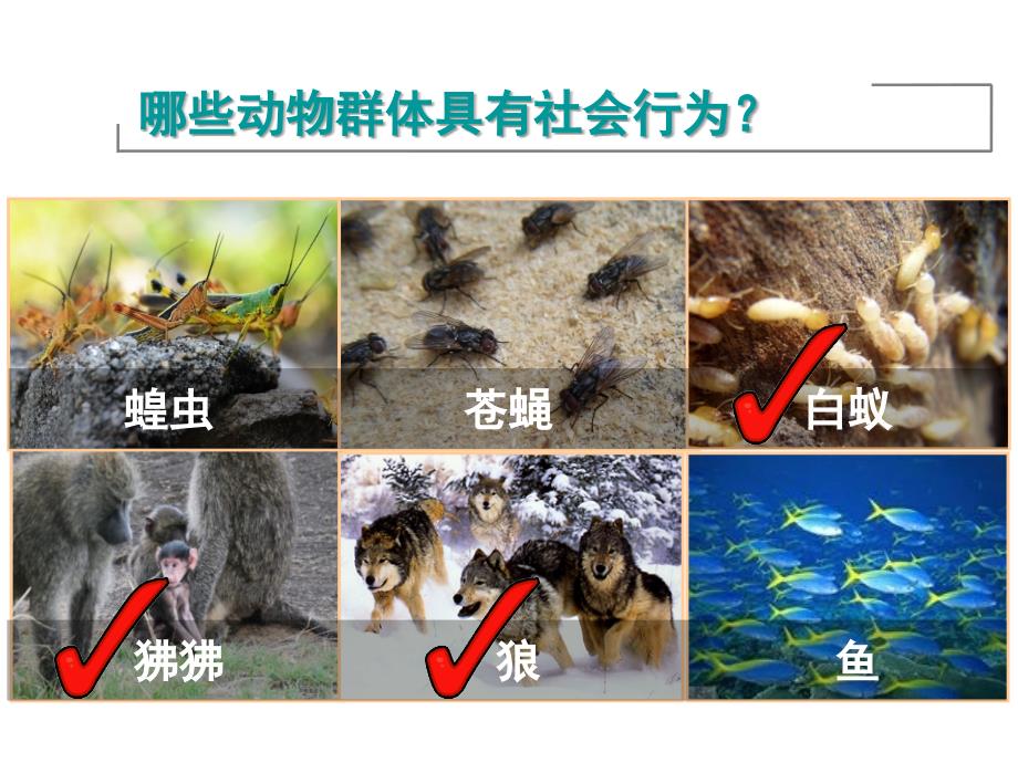 人教版八上生物社会行为.ppt_第4页