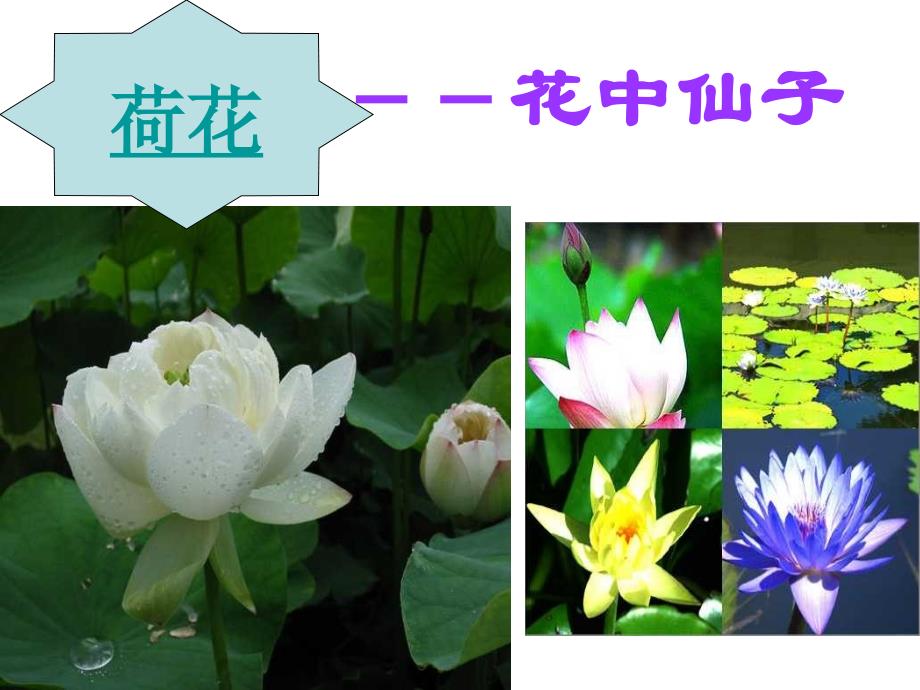 青岛版小学科学五年级下册《植物的花》课件_第2页