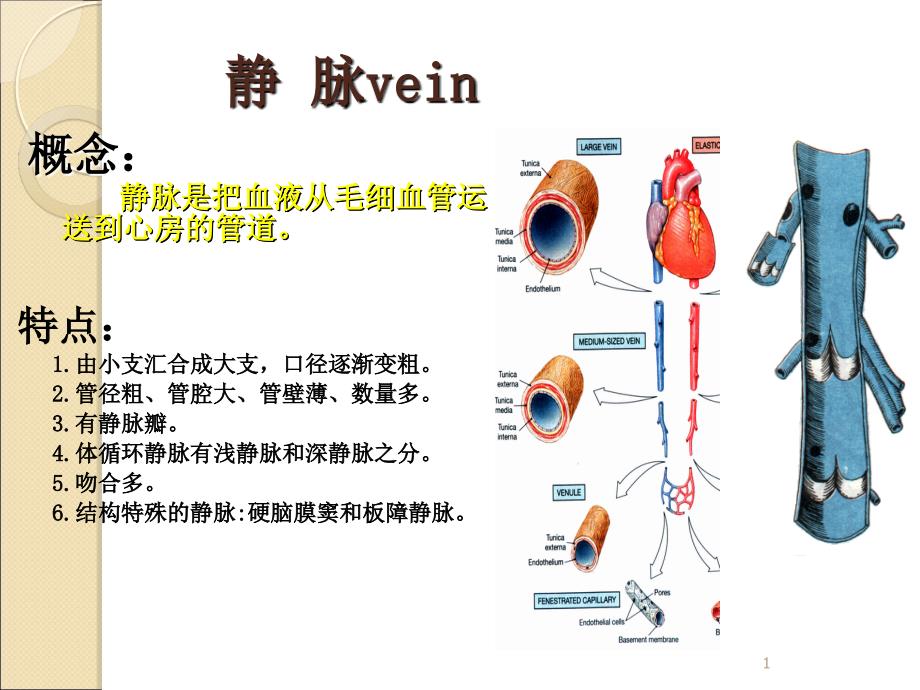 静脉解剖ppt课件1_第1页