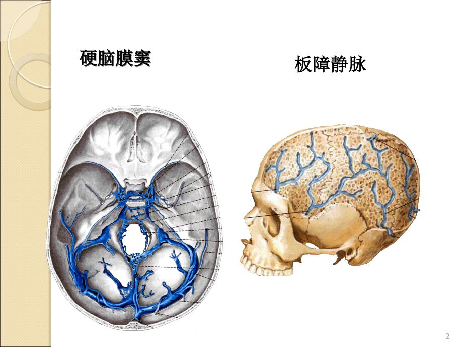 静脉解剖ppt课件1_第2页