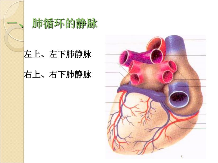 静脉解剖ppt课件1_第3页