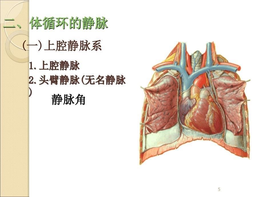 静脉解剖ppt课件1_第5页