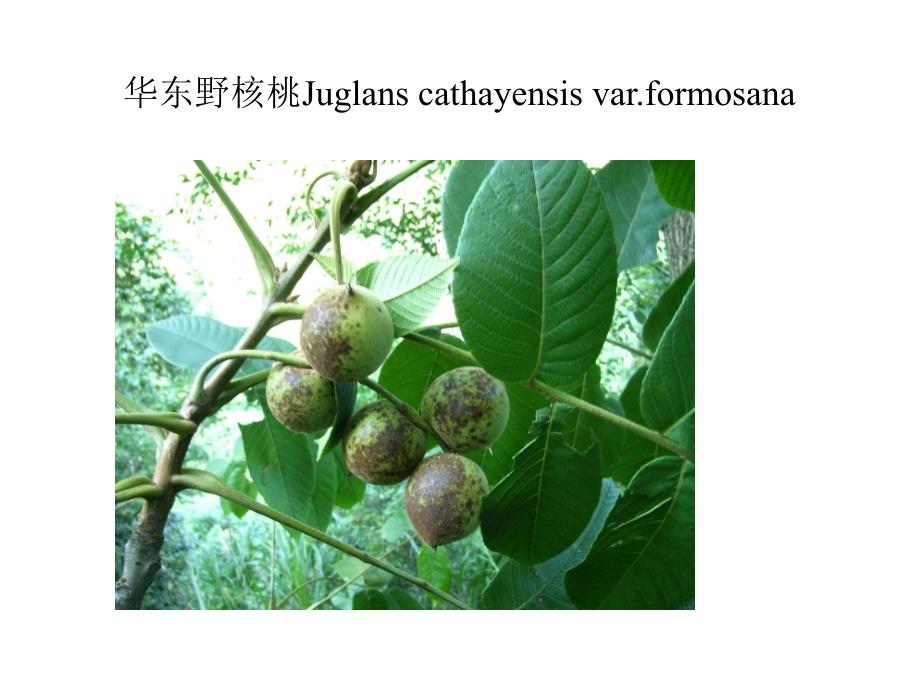 植物学教学课件：胡桃目Juglandales_第4页