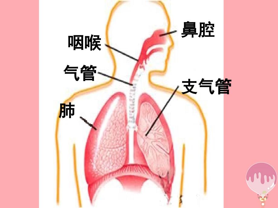 五年级科学上册 1.1 我们在呼吸3 湘教版_第4页