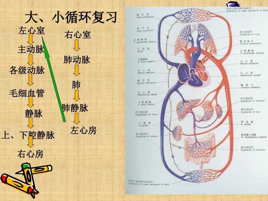 尖瓣狭窄及关闭不全的治疗和护理_第5页