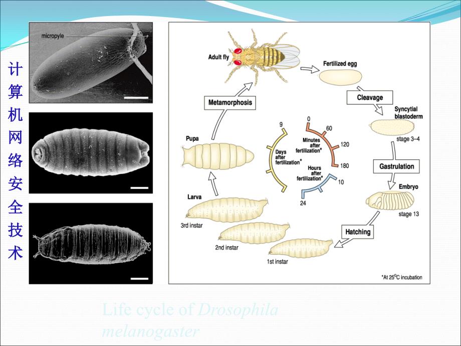 发育生物学第十章 果蝇的胚轴形成PPT课件02_第2页