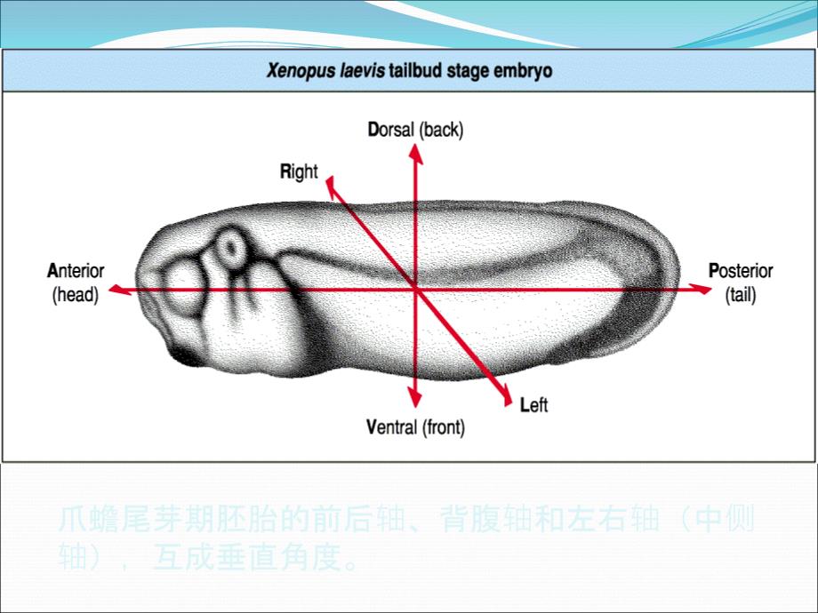 发育生物学第十章 果蝇的胚轴形成PPT课件02_第4页