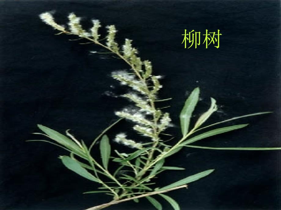 植物妈妈有办法第一课时_第2页