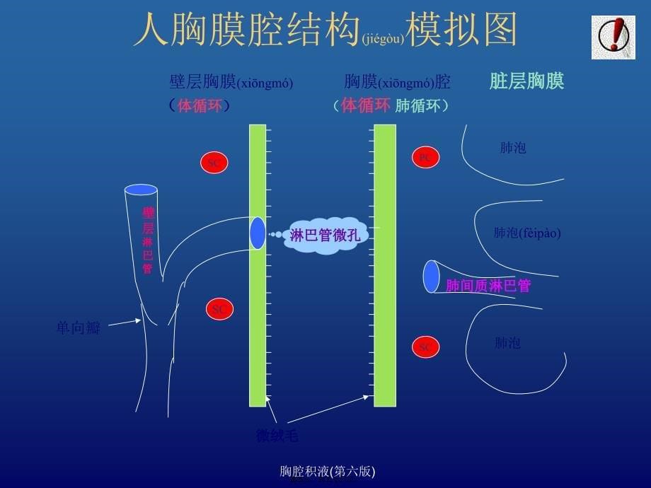 胸腔积液(第六版)课件_第5页