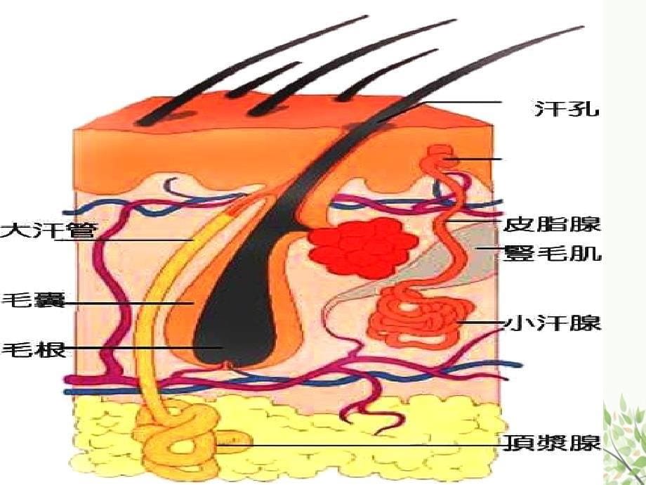 马的皮肤疾病_第5页