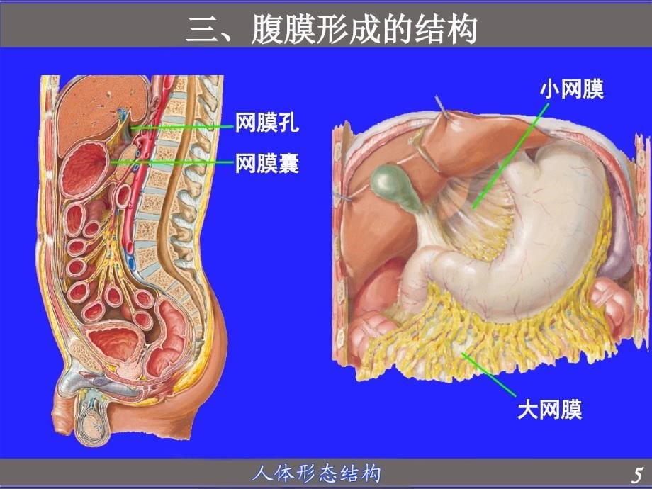 中国医科大学局部解剖学课件2_第5页