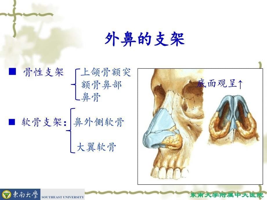 鼻的应用解剖及生理_第5页