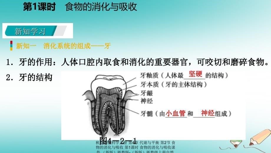 最新九年级科学上册第4章代谢与平衡第2节食物的消化与吸收第1课时食物的消化与吸收课件新版浙教版新版浙教级上册自然科学课件_第5页