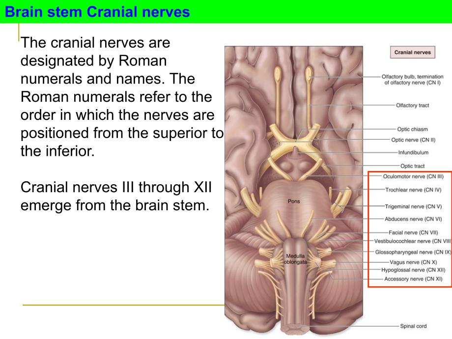 人体解剖学：13-Brain stem_第2页