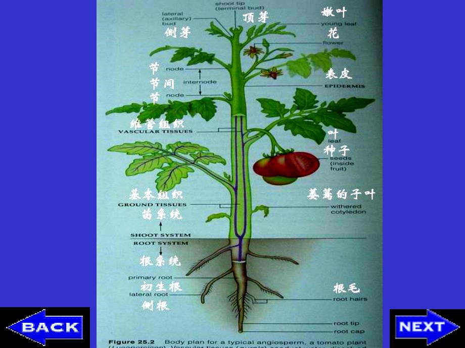 现代生物学(植物学理论部分)：5.root_第2页