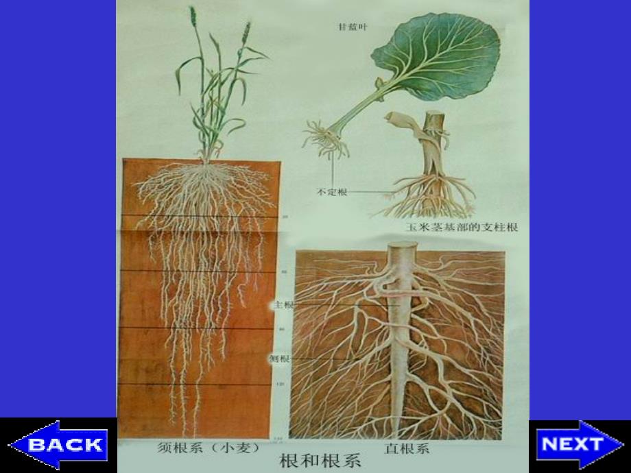 现代生物学(植物学理论部分)：5.root_第4页