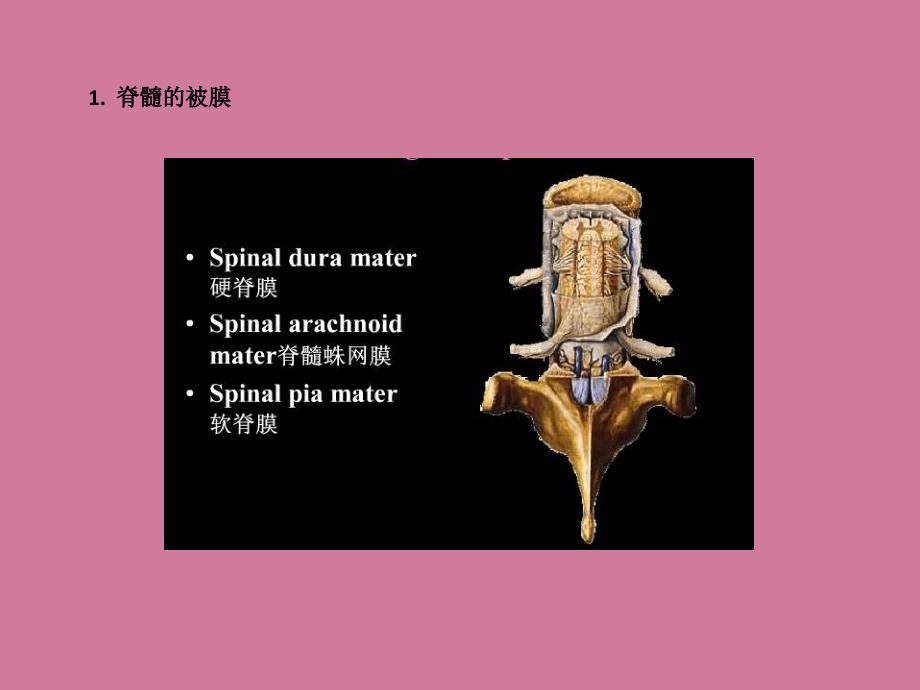 脑的血氧供应PPT课件_第4页