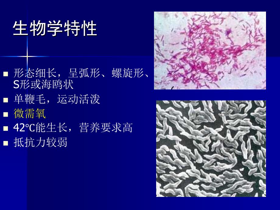 第16部分其他细菌名师编辑PPT课件_第3页