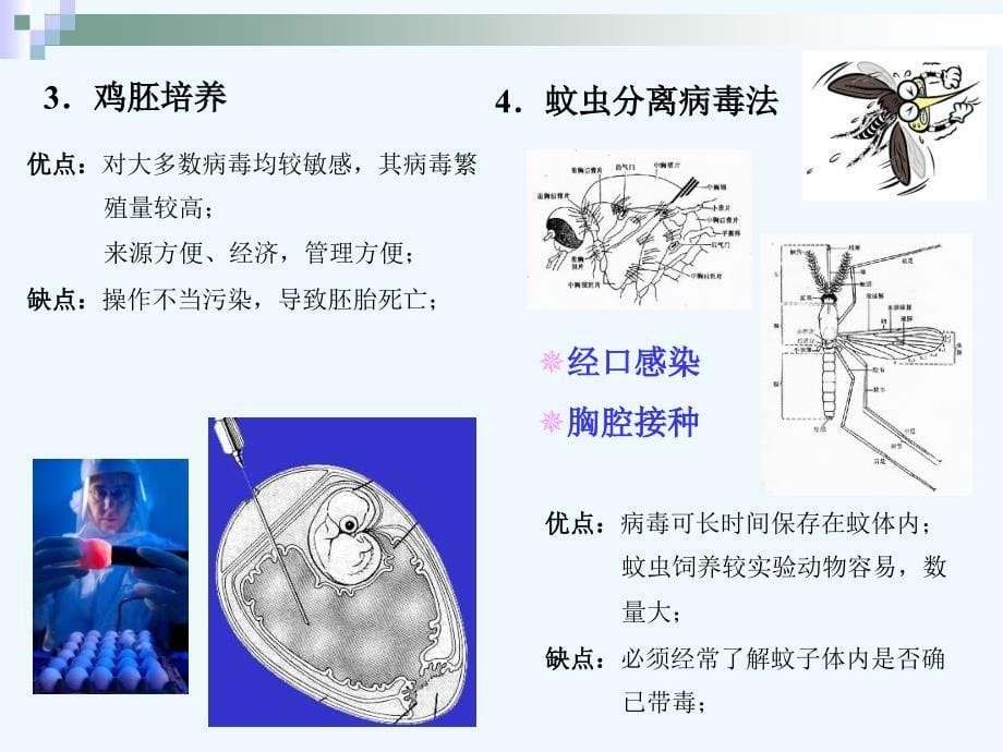 病毒的分离鉴定_第5页