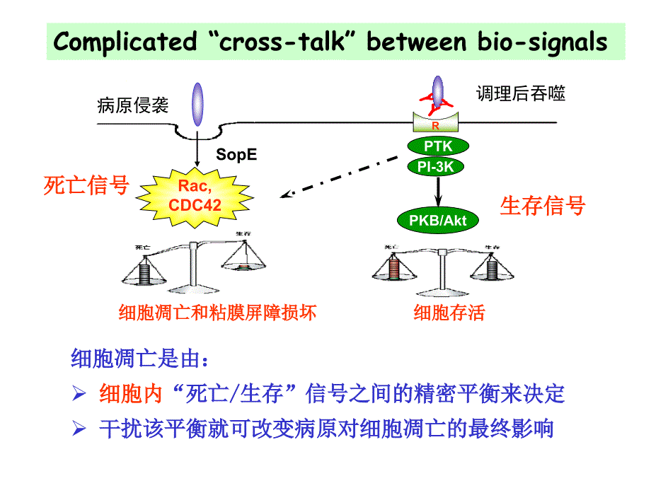 生化郑利民课件 信号转导2－生化课05_第3页