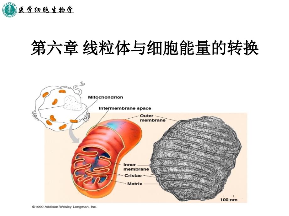 线粒体与细胞能量的转换.ppt_第1页