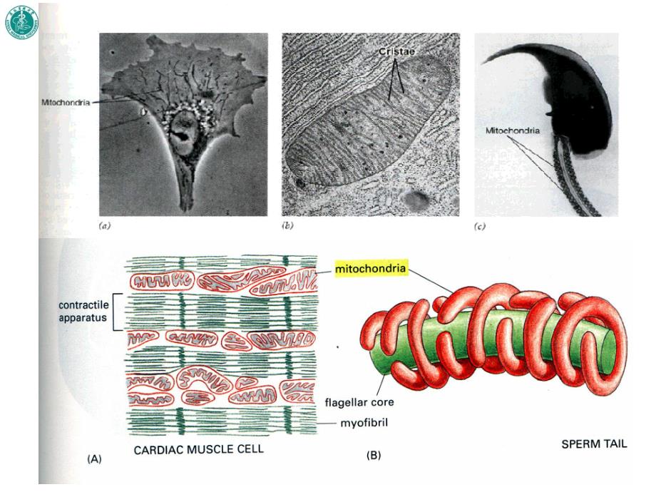 线粒体与细胞能量的转换.ppt_第3页