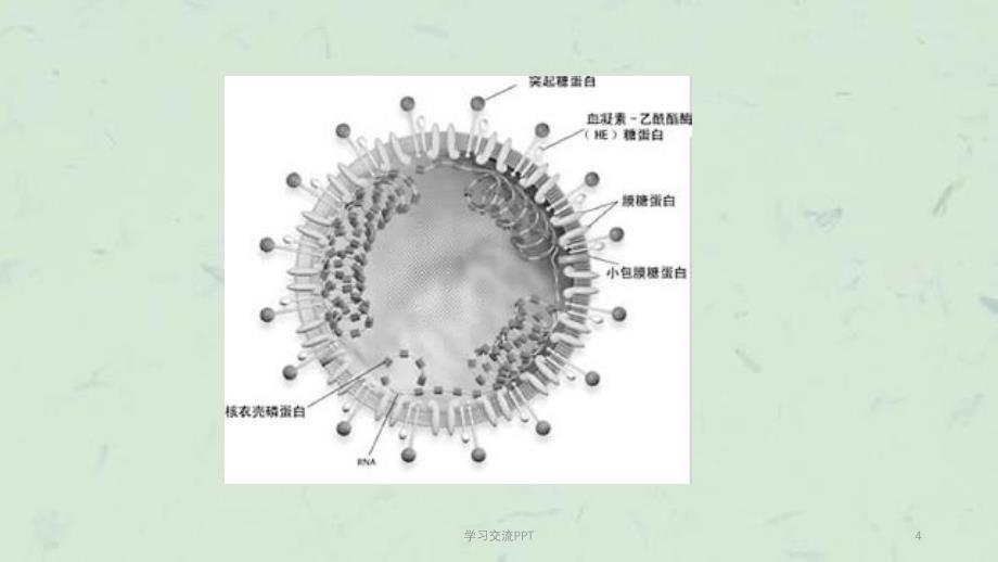 SARS病毒课件_第4页