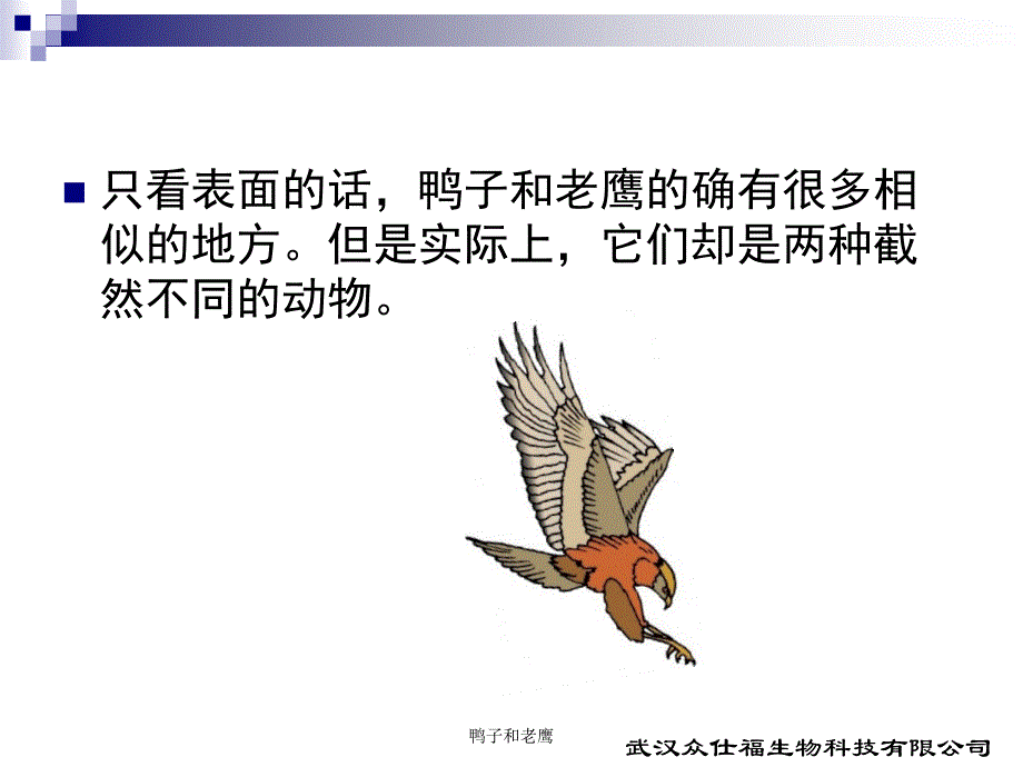 鸭子和老鹰课件_第4页