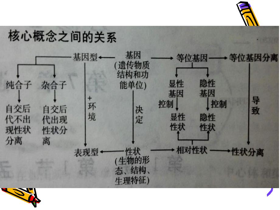 二轮遗传基本规律的复习设计_第4页