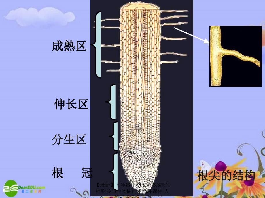 最新七年级生物上册3.3绿色植物参与生物圈的水循环课件人教新课标版课件_第1页