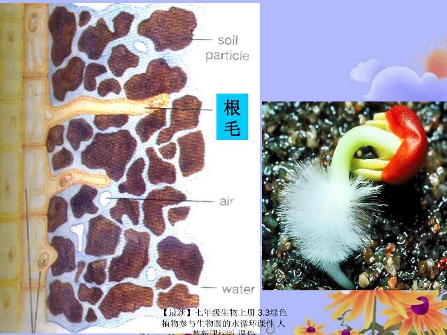 最新七年级生物上册3.3绿色植物参与生物圈的水循环课件人教新课标版课件_第2页