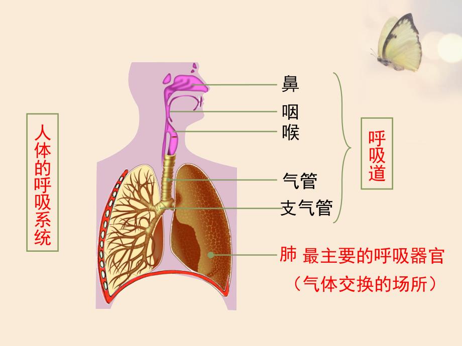 苏教版生物七年级下册10.3人体和外界环境的气体交换22.ppt_第2页