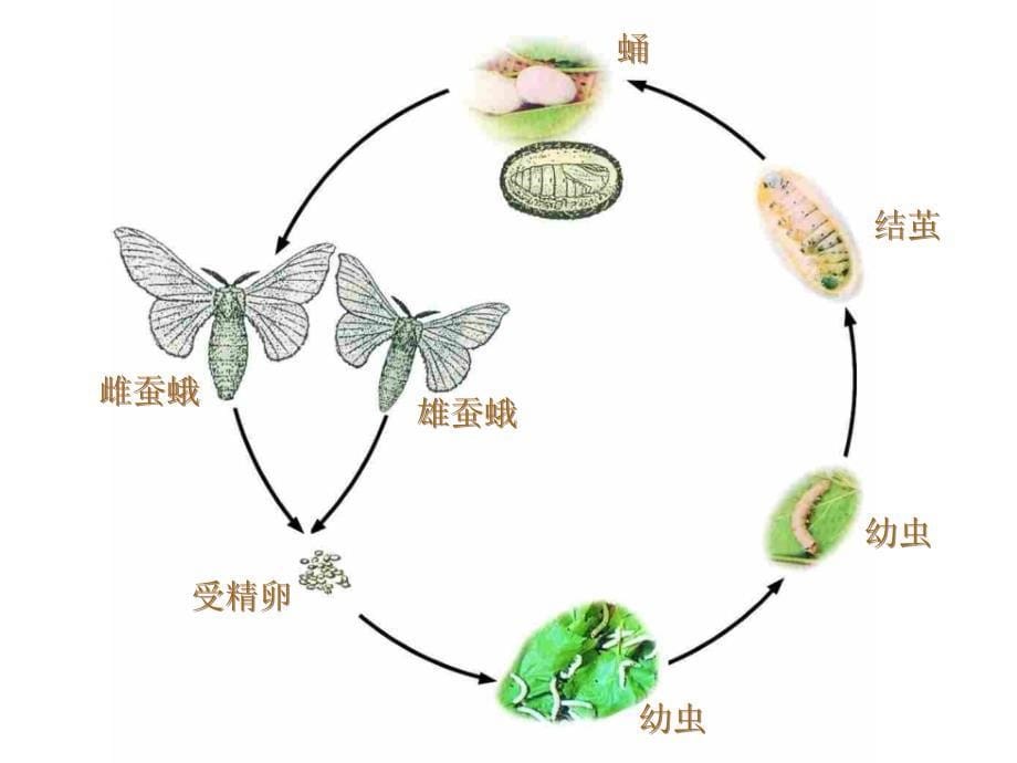 第1章第2节昆虫的生殖和发育3_第5页