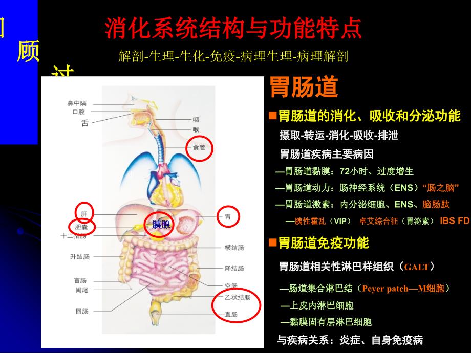 消化系统及疾病医疗管理知识分析_第2页