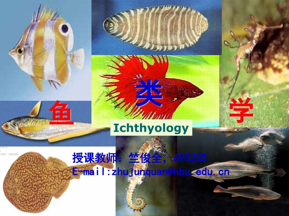 鱼类学绪论资料课件_第1页