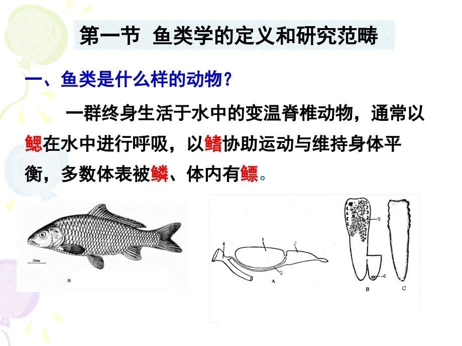 鱼类学绪论资料课件_第5页