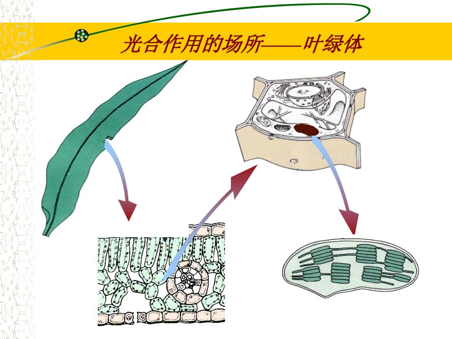 能量之源-光合作用_第2页