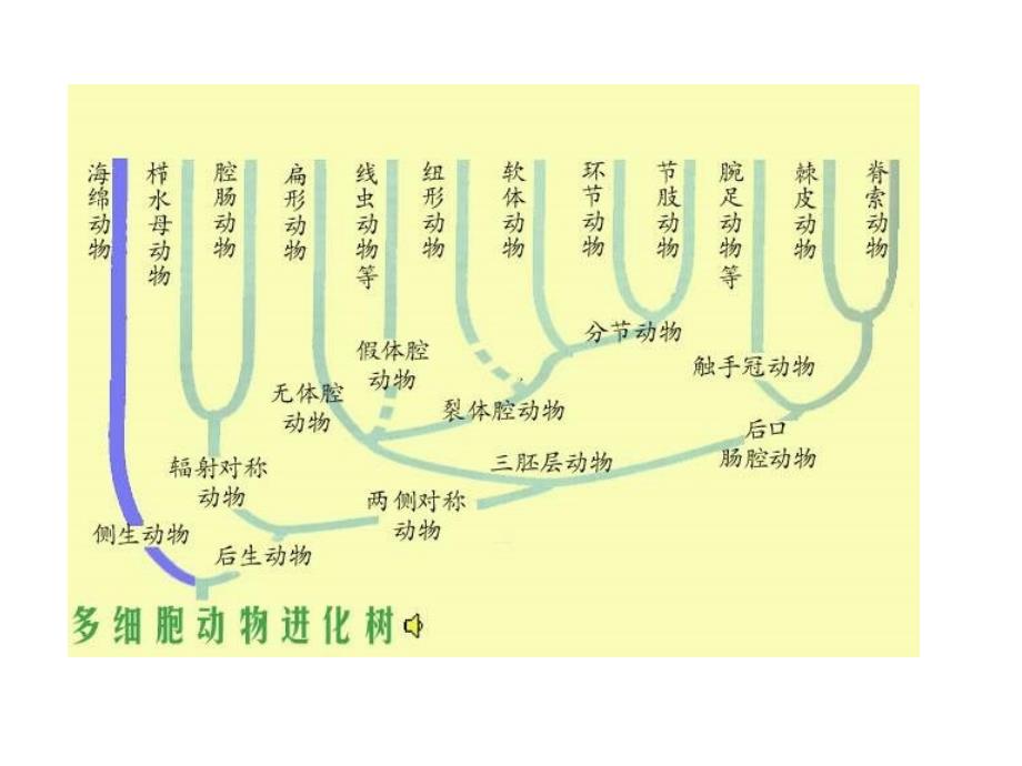 大学动物生物学完整课件生物界无脊椎动物4_第2页