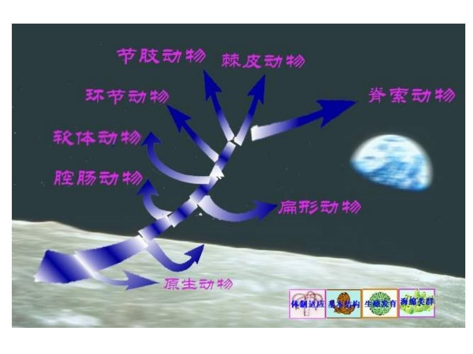 大学动物生物学完整课件生物界无脊椎动物4_第3页