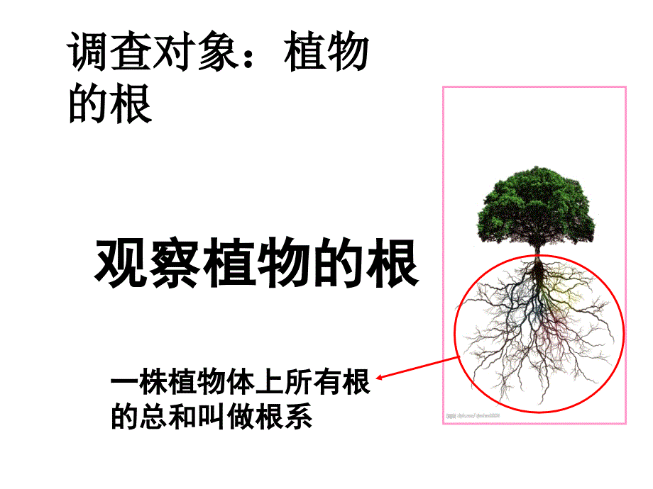 在实验室里观察植物ppt课件_第3页