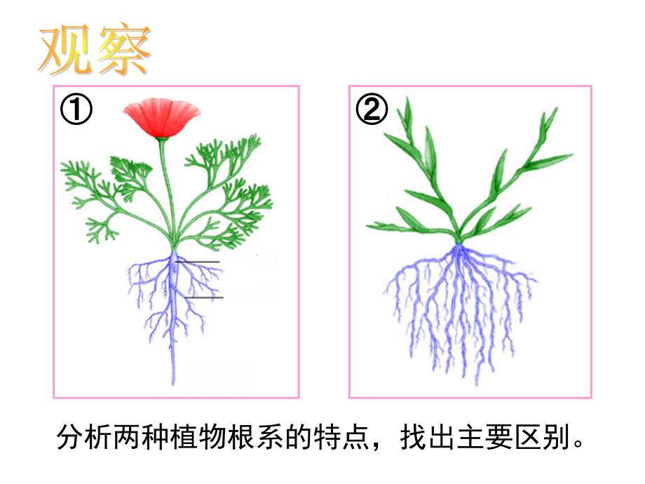 在实验室里观察植物ppt课件_第4页