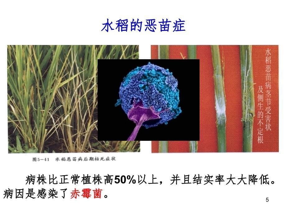 其他植物激素县公开课PPT精选文档_第5页