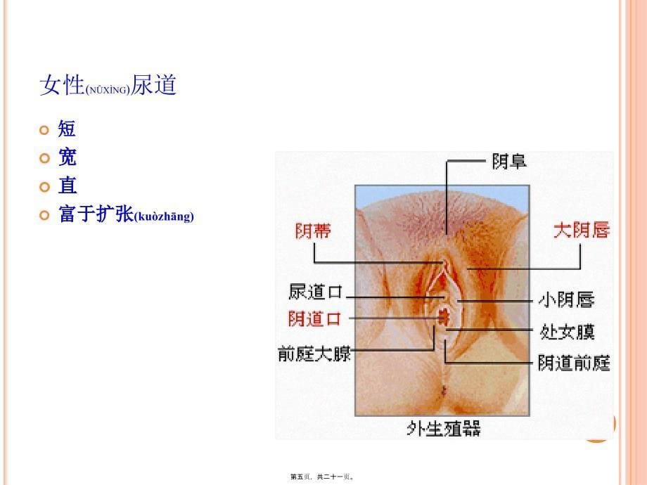 医学专题—导尿PPT详解2652_第5页