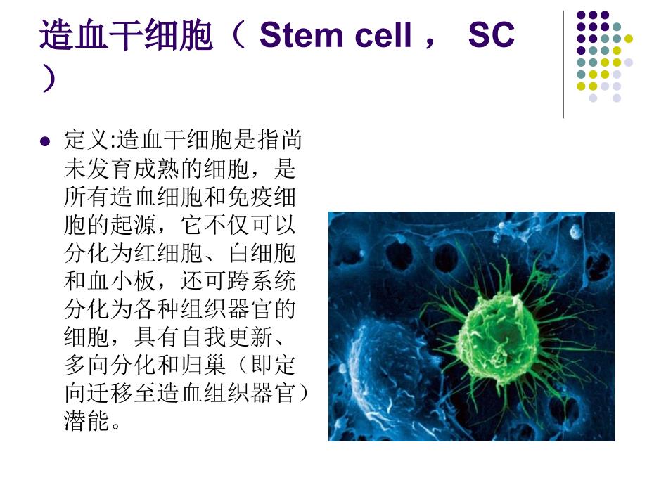 儿科学教学课件：造血干细胞移植_第2页