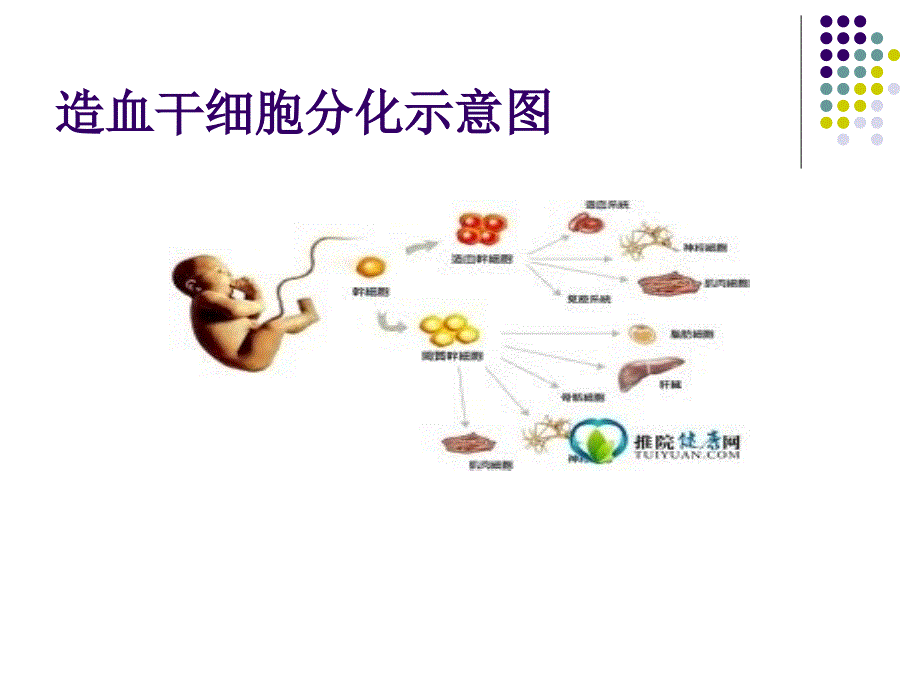 儿科学教学课件：造血干细胞移植_第4页