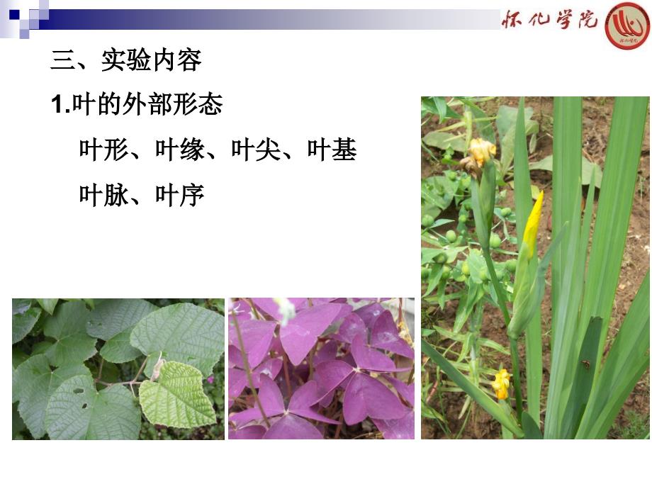 植物学课件：实验四 叶的形态和结构_第4页