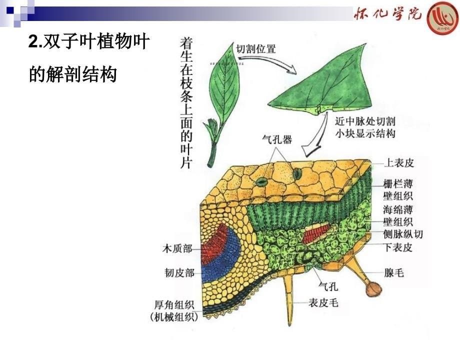 植物学课件：实验四 叶的形态和结构_第5页